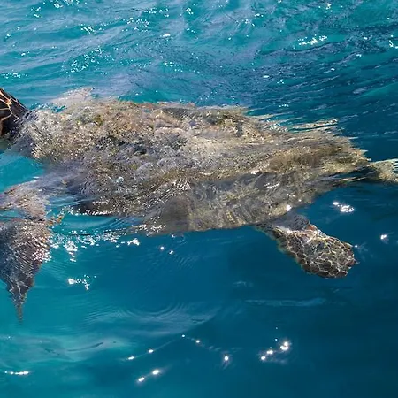 Perkes Complex (adults Only) Отель Лаганас